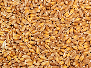 Seeds