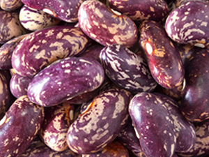 Purple kidney bean