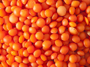 Red lentil