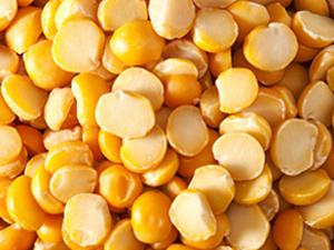 Yellow pea