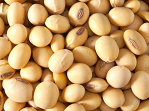 Soybean