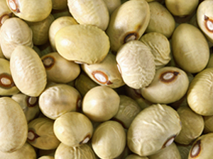 Mung bean