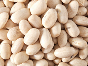 Soybean