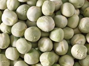 Green pea