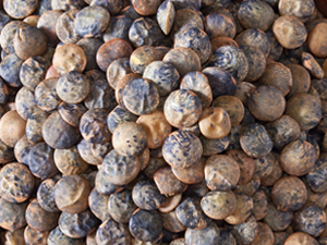 Szechuan chinaberry fruit