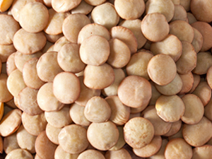 Lentil