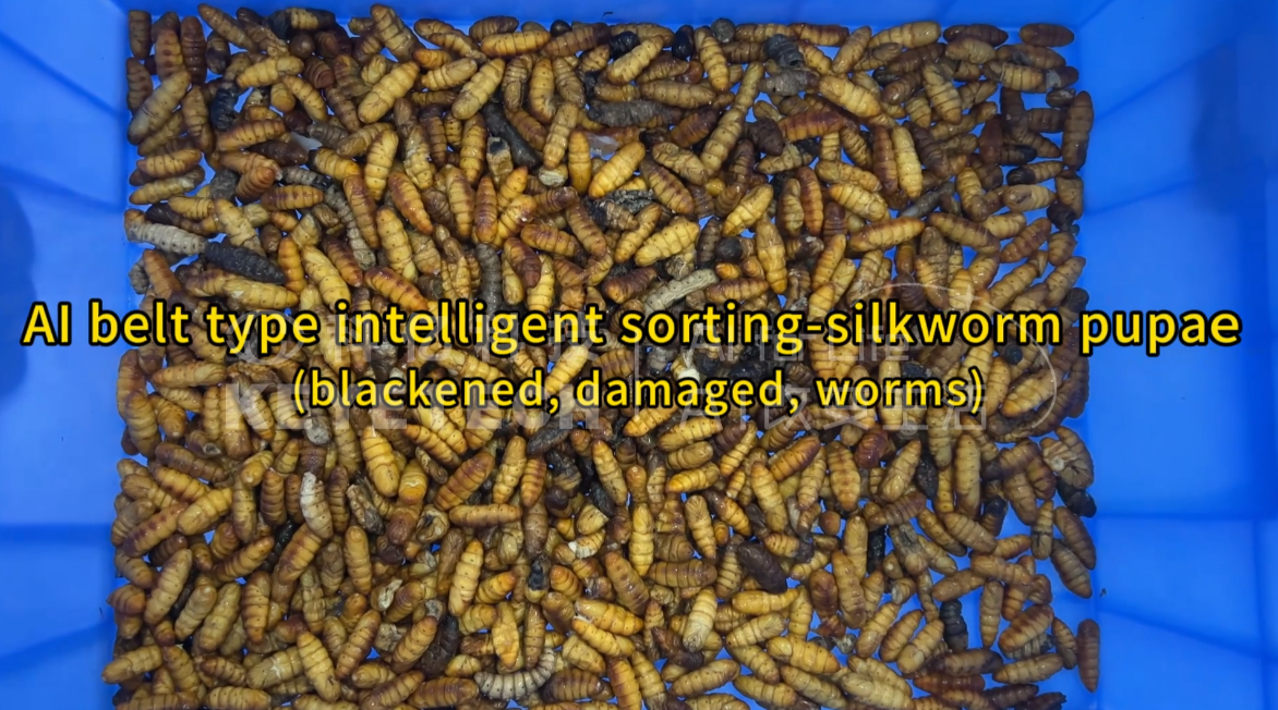 AI belt type intelligent sorting-silkworm pupae (blackened, damaged, worms)