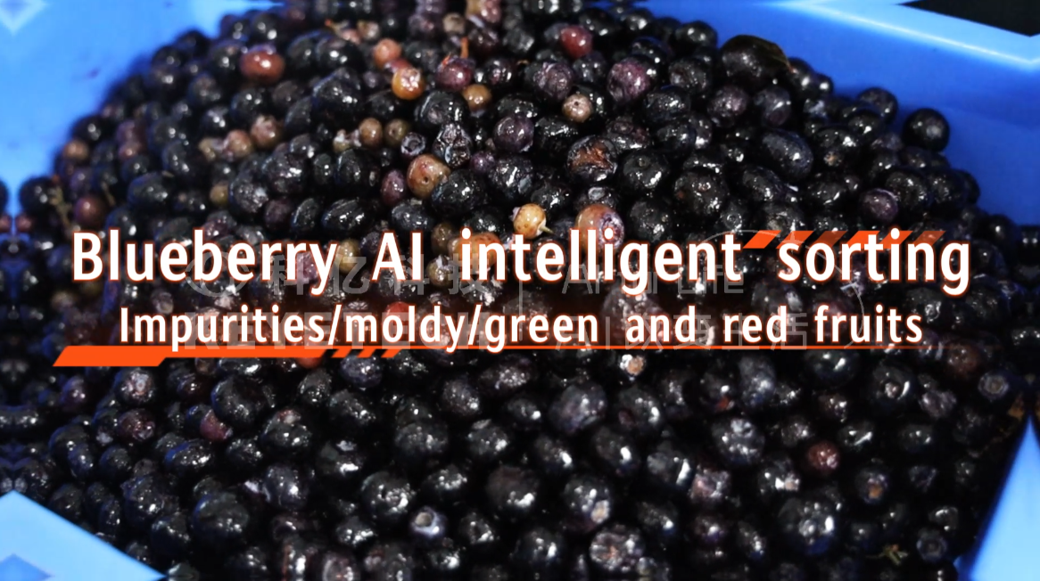 AI belt type sorter-Blueberries (impurities, mold, green and red berries)