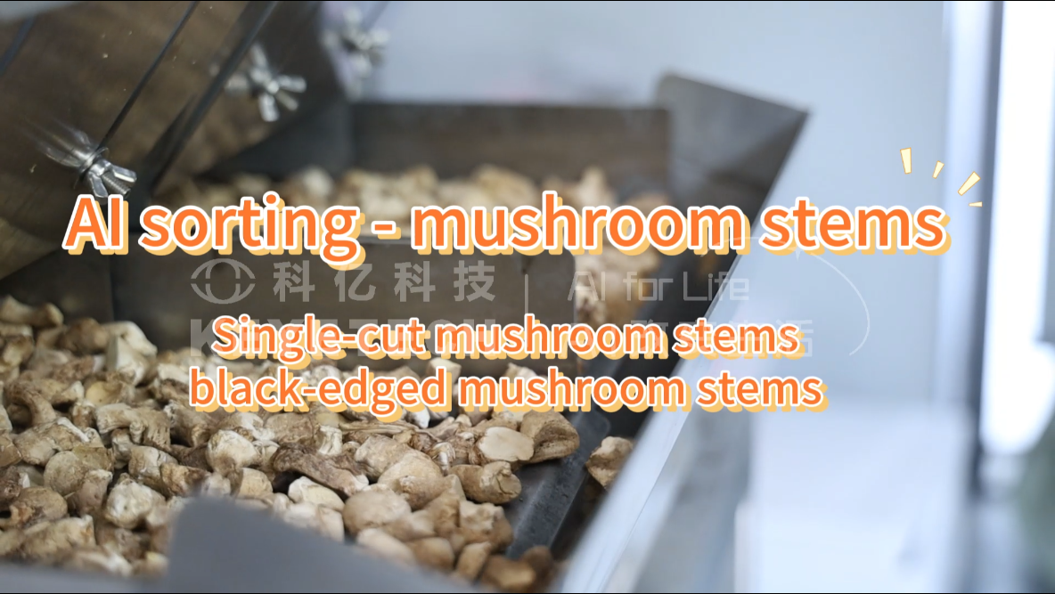 AI belt type sorter-Shiitake mushroom feet (single-cut , black-edged )
