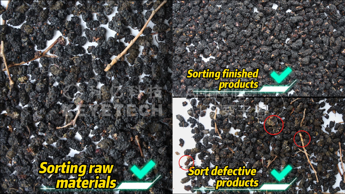 AI belt type sorter-Mulberries (mold, impurities, shriveled)