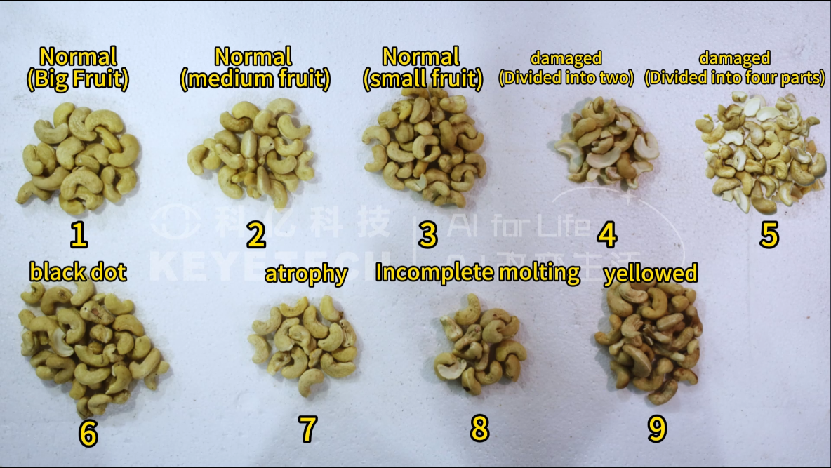 Cashew AI Grading Machine Video