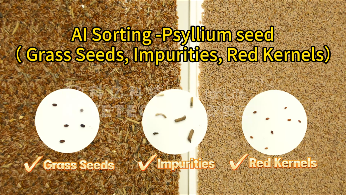 AI vertical intelligent sorting machine - Plantago asiatica (grass seeds, impurities, red kernels)