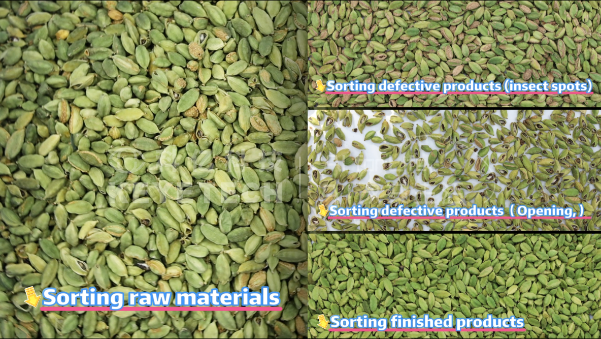 AI vertical intelligent sorting machine - cardamom (opening, insect spots)
