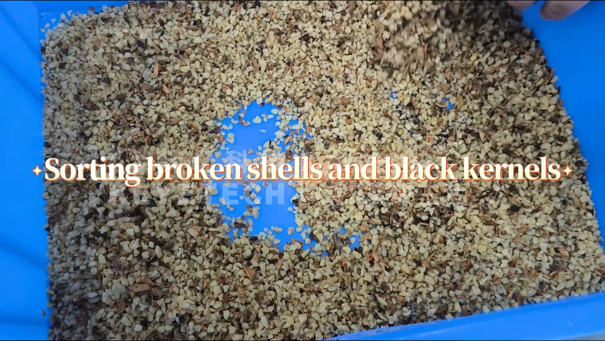 AI vertical sorter-Walnut kernels(unshelled four-way kernels)