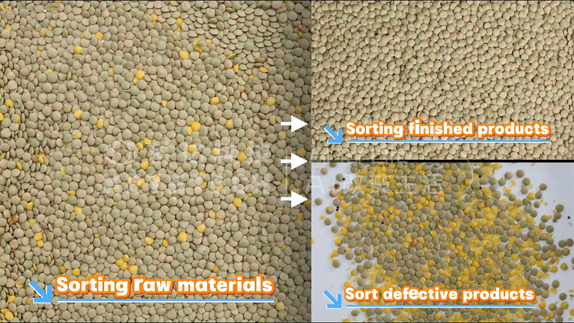 AI vertical sorter-Green lentils (yellow, grass seeds)