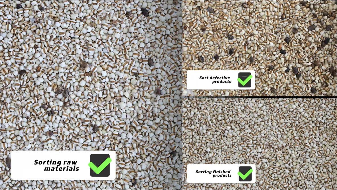 AI vertical sorter-Job's tears (damaged, impurities)