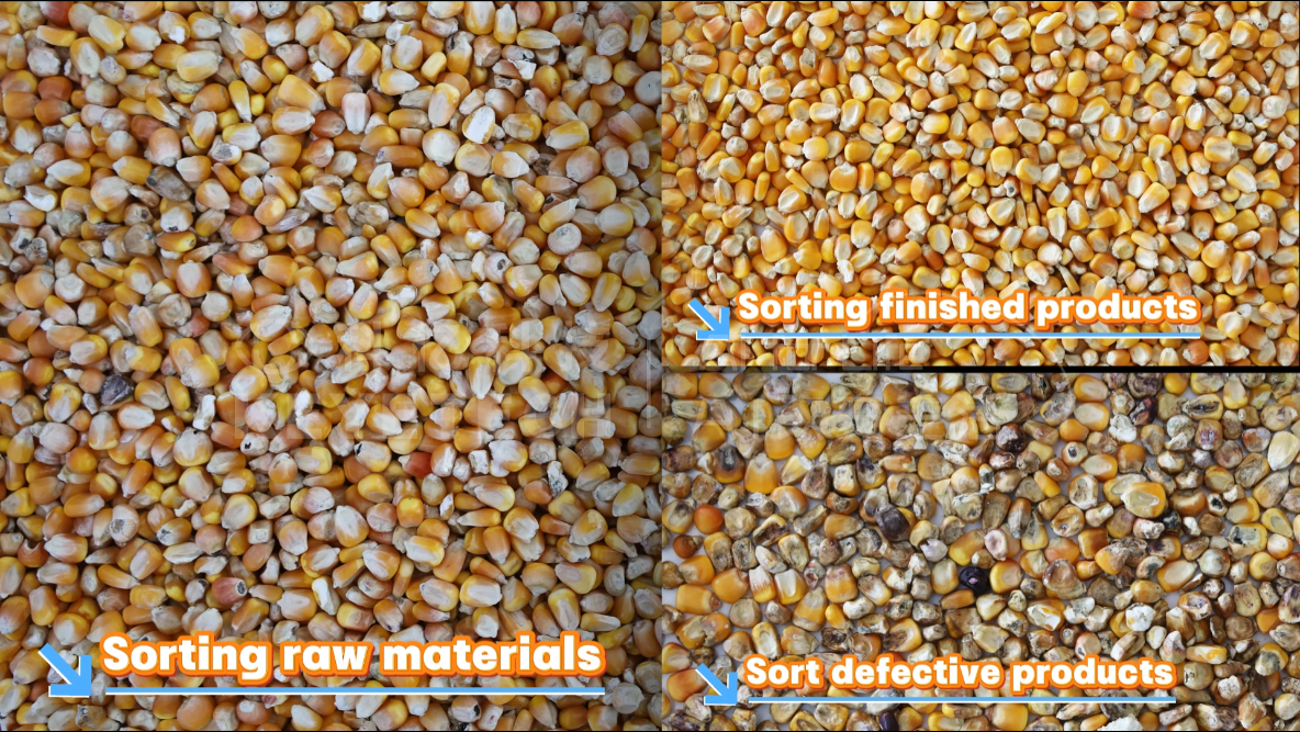 AI Vertical Intelligent Sorting - Corn