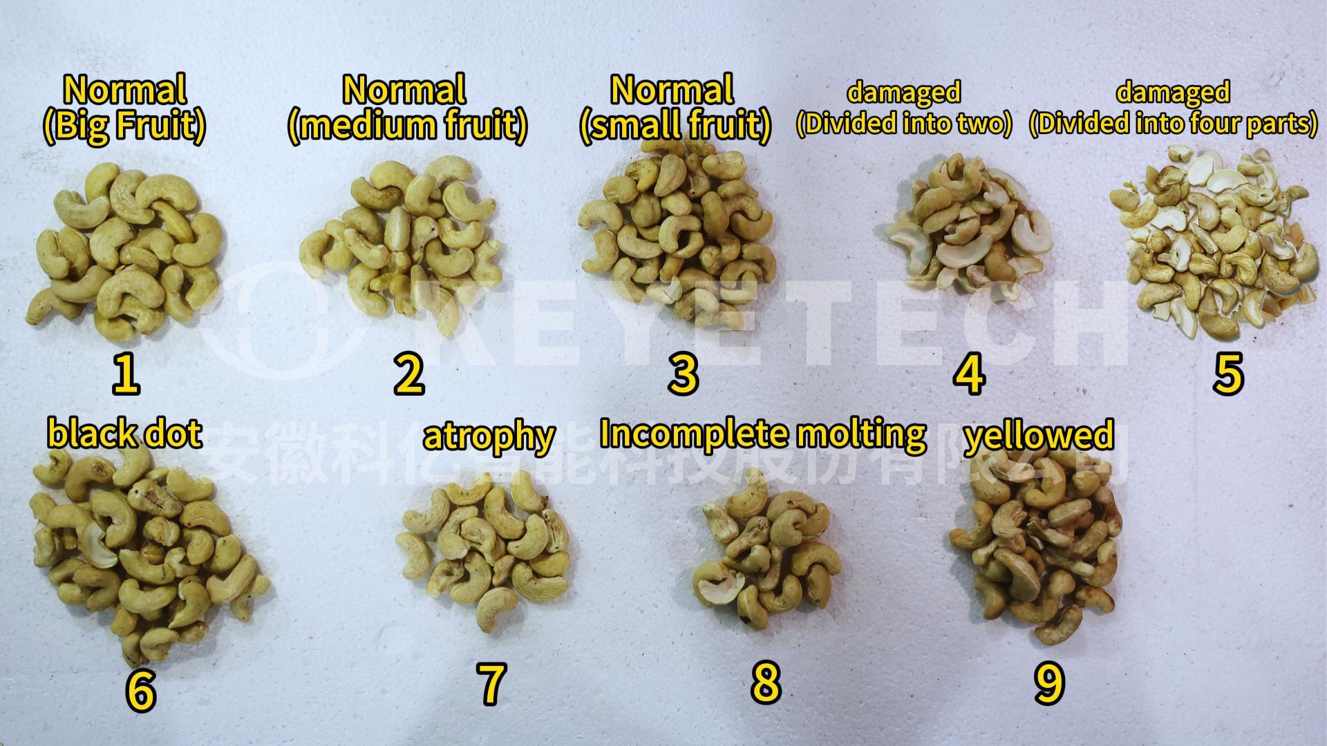 Cashew AI Grading Machine Video