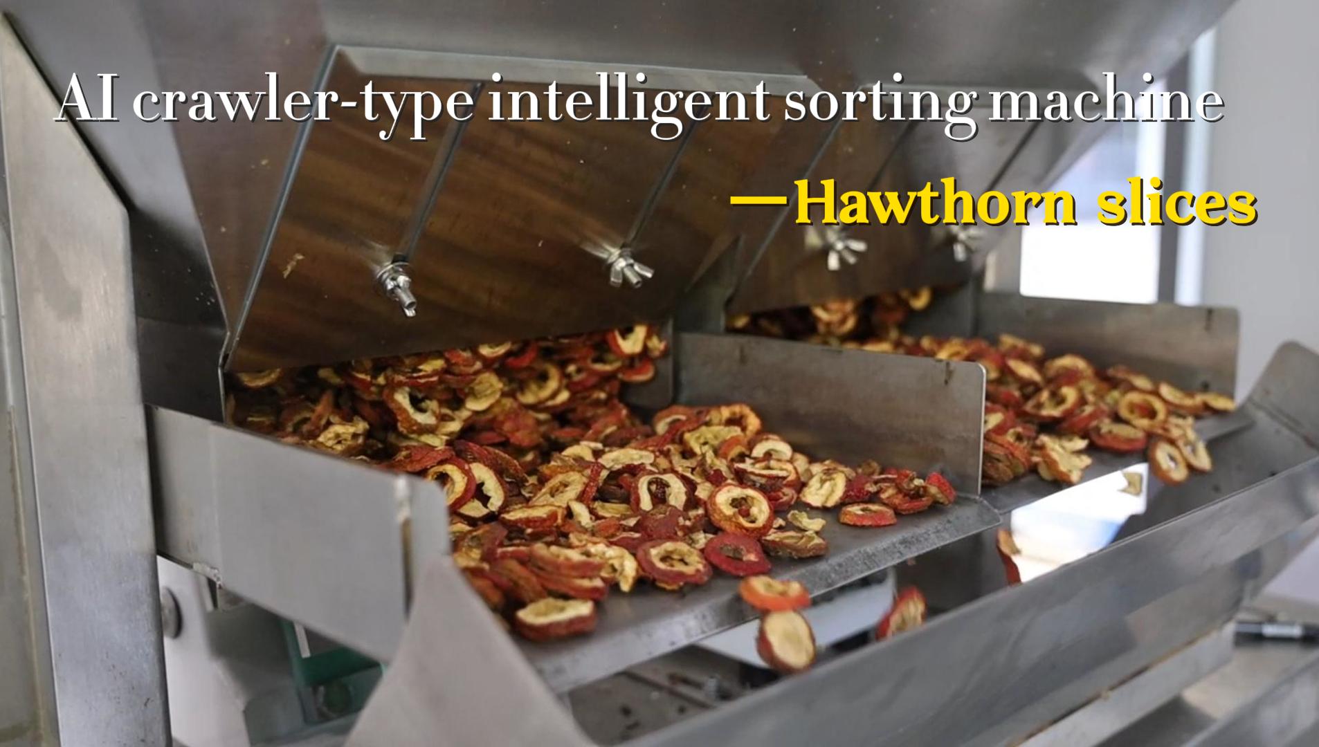 AI belt type sorter-Hawthorn slices (with stem, with seeds, moldy, blackened, infested with insects)