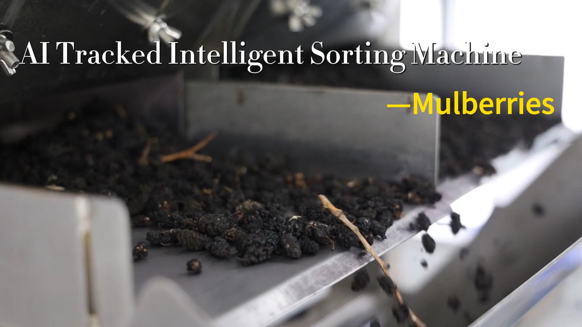 AI belt type sorter-Mulberries