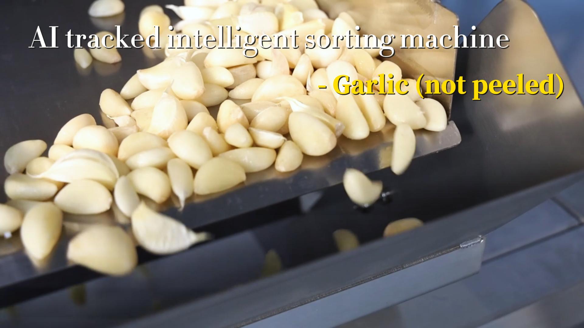 AI tracked intelligent sorting - Garlic (not peeled)