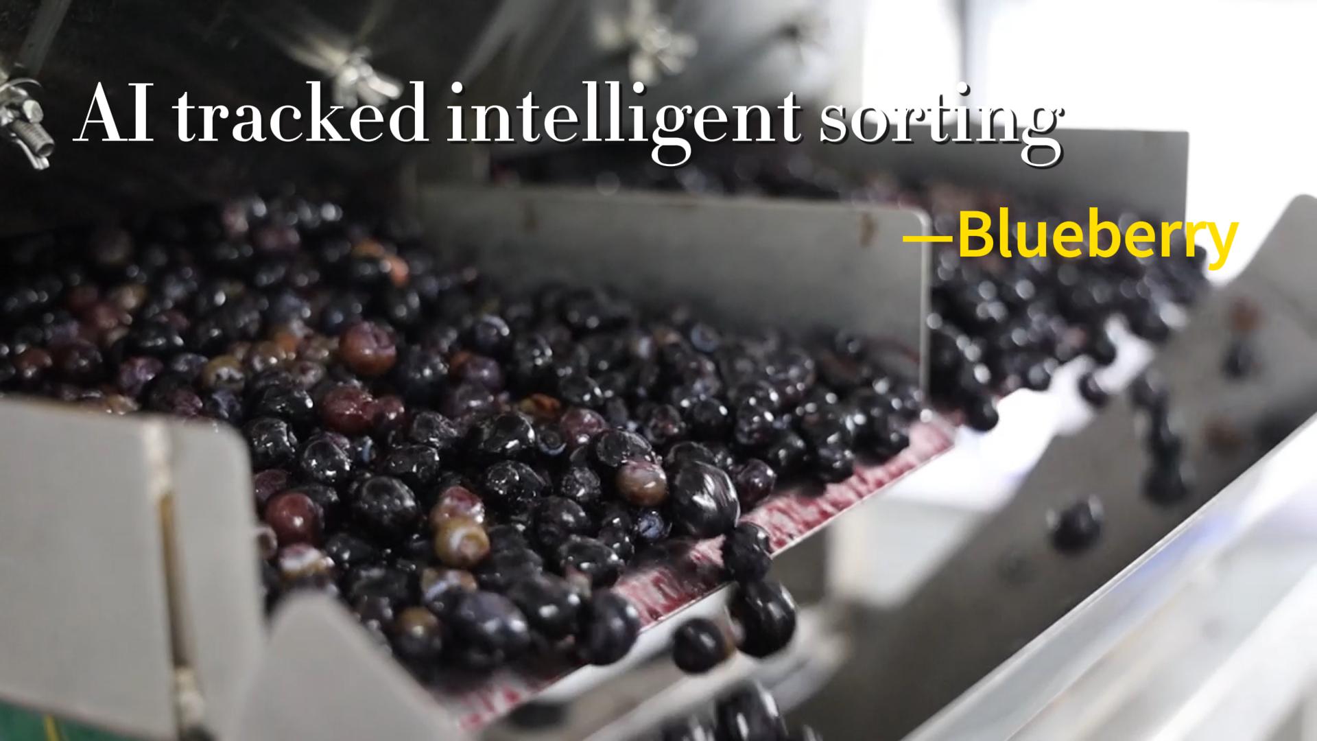 AI belt type sorter-Blueberries