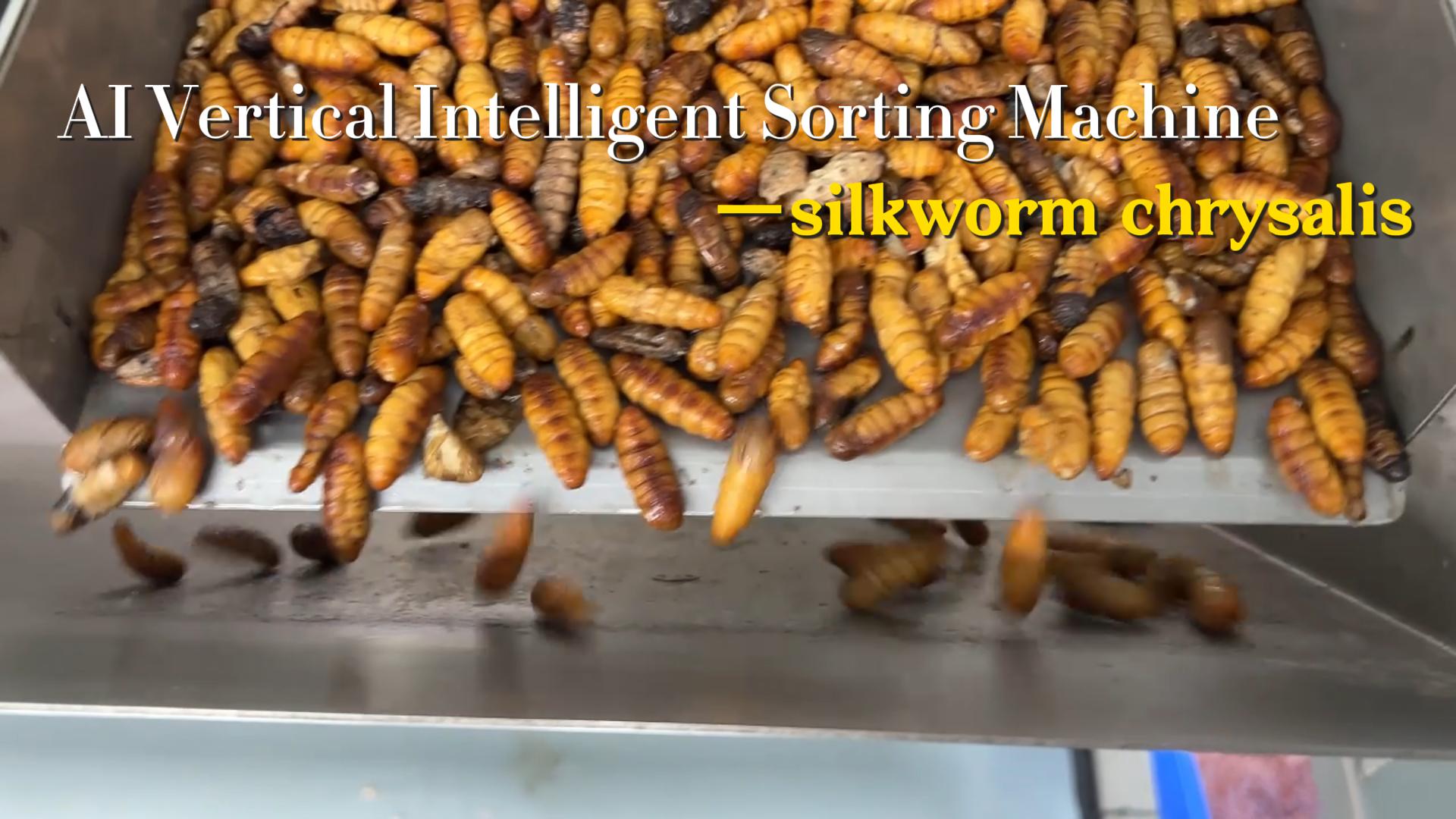 AI belt type intelligent sorting-silkworm chrysalis