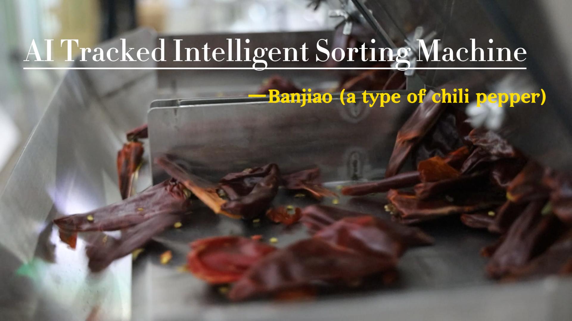AI belt type sorter-Banjiao (a type of chili pepper)