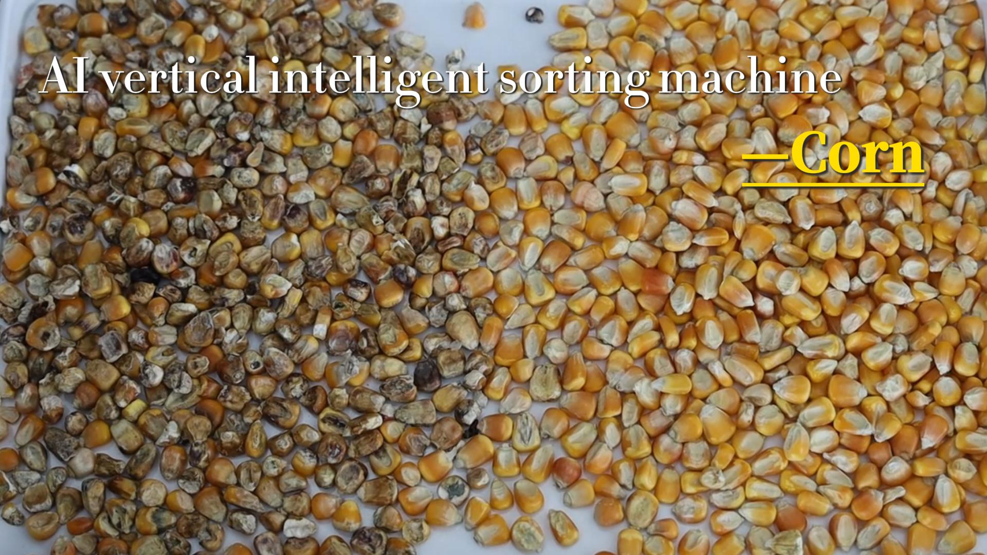 AI Vertical Intelligent Sorting - Corn