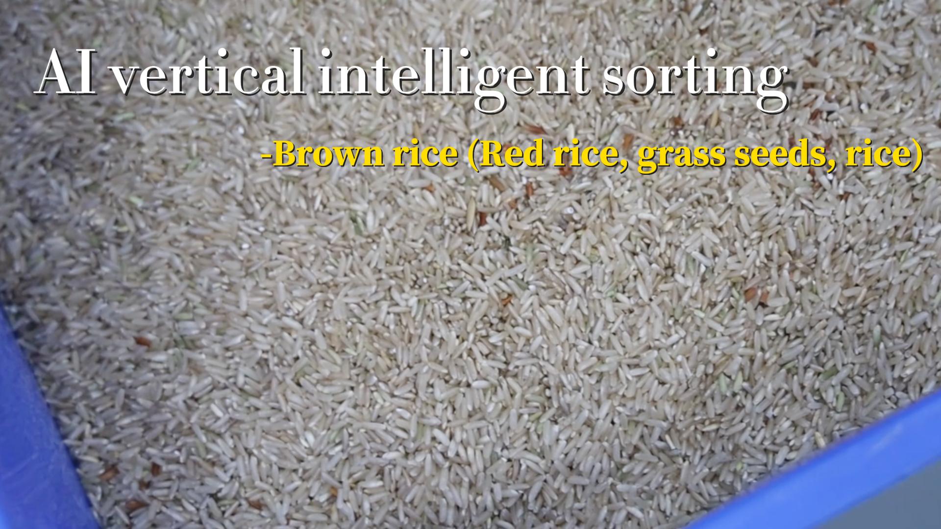 AI vertical intelligent sorting - brown rice (red kernels, grass seeds, rice)