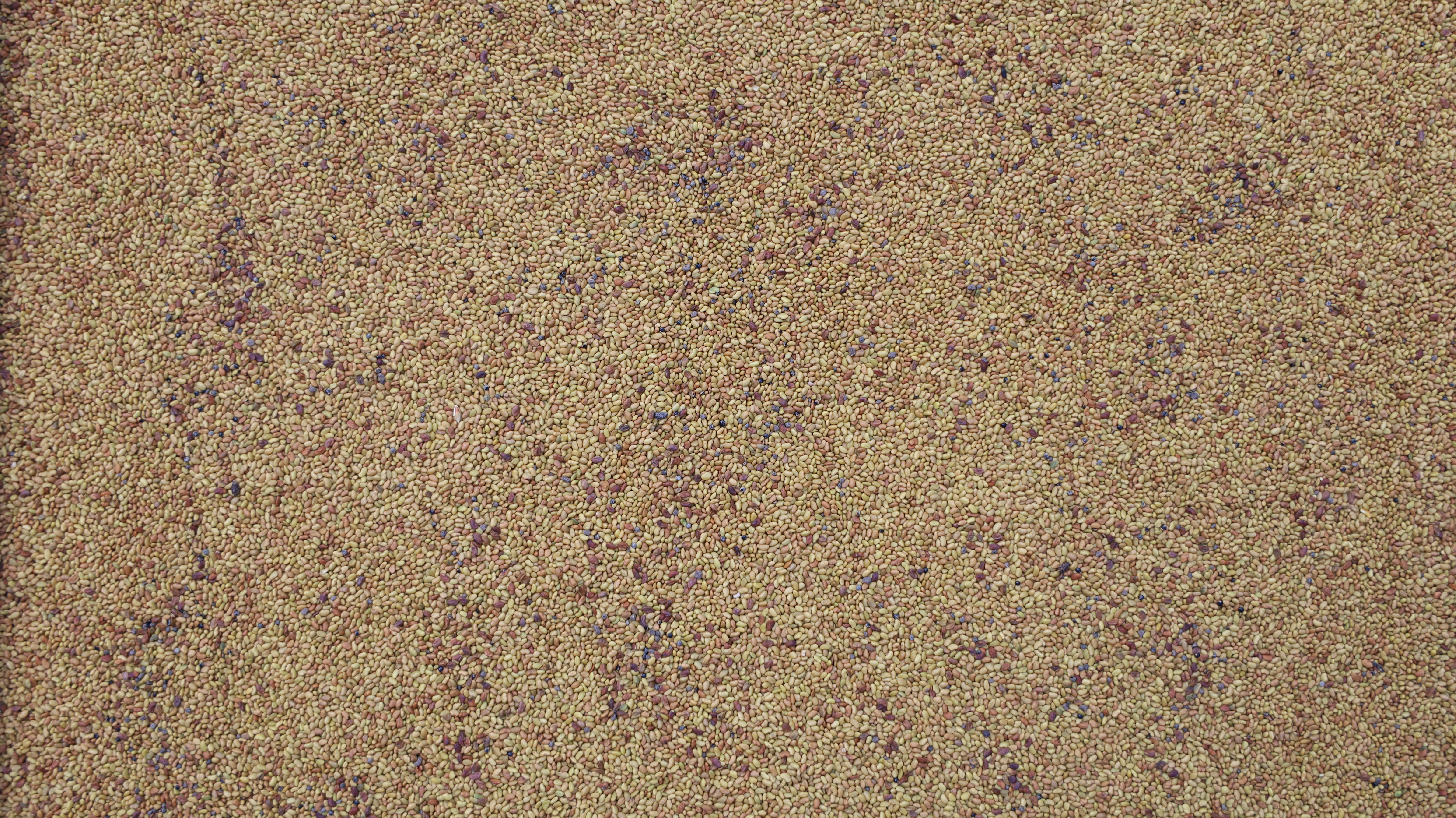 Alfalfa seed