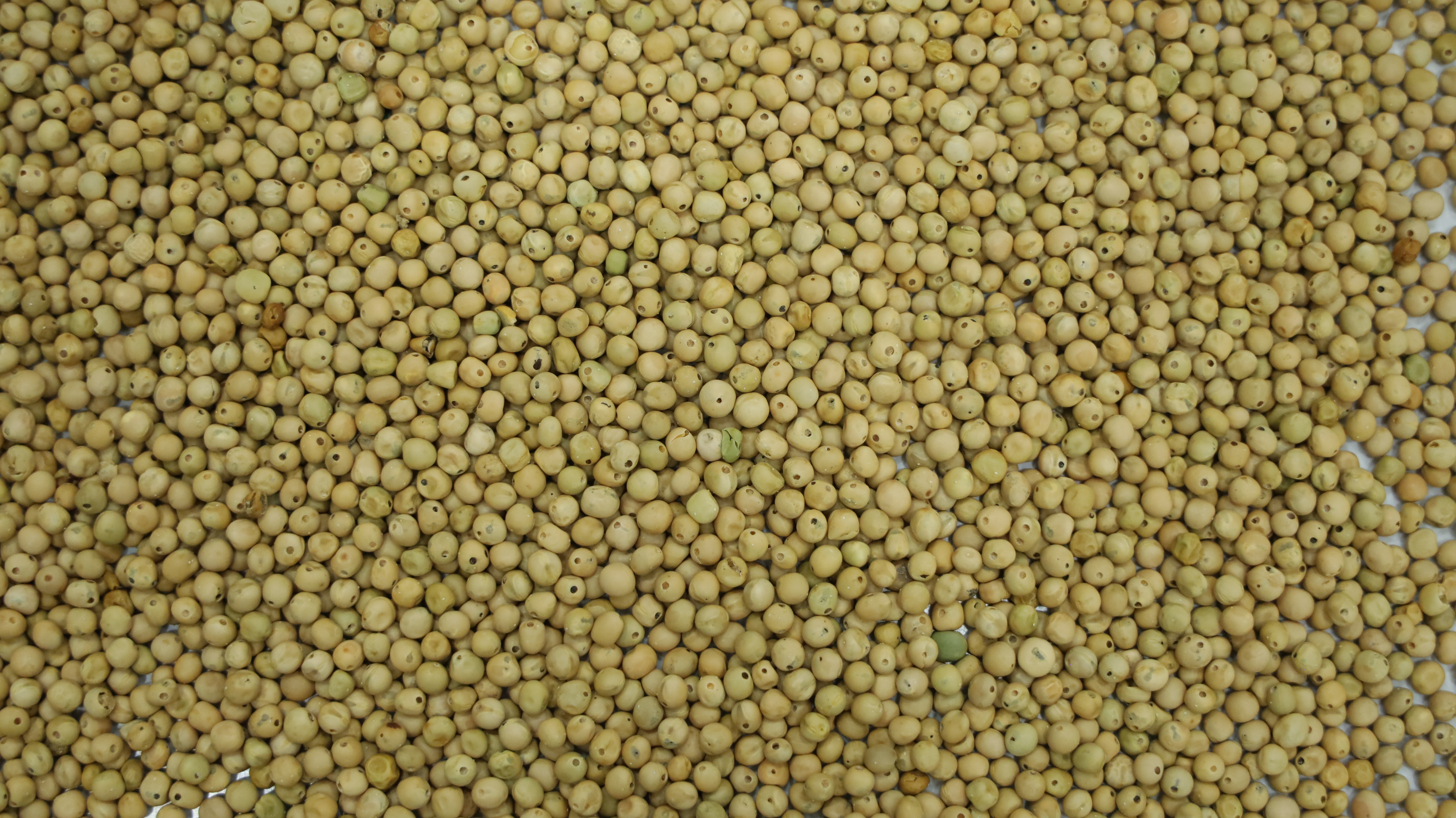 Soybeans