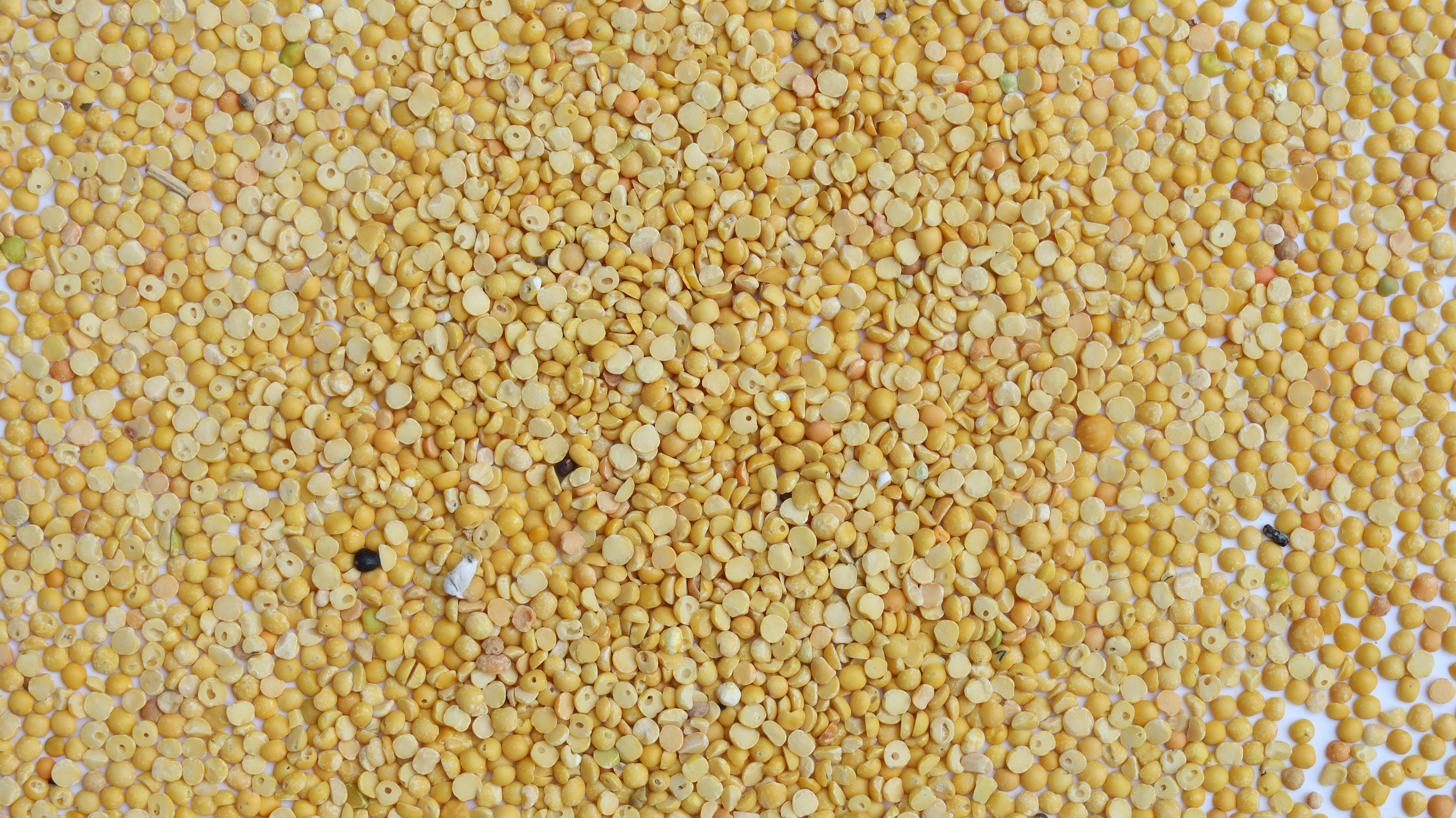 Lentils
