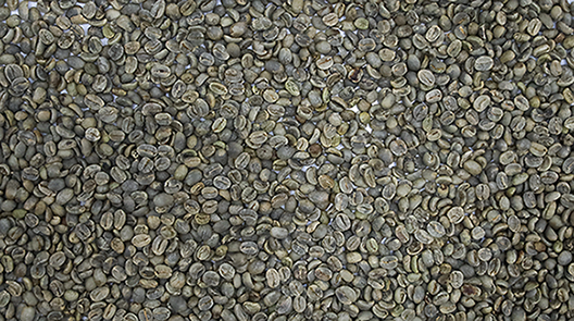 Coffee bean（Round beans）