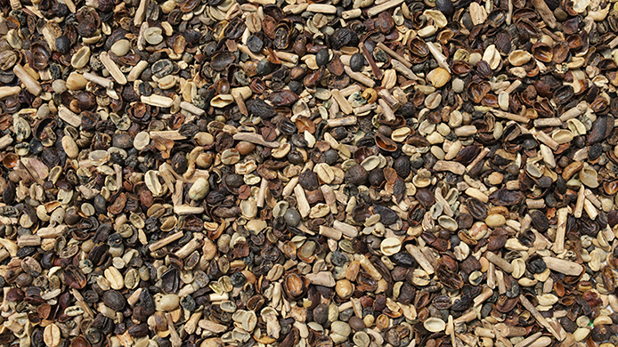 Coffee beans（Black bean sorting）