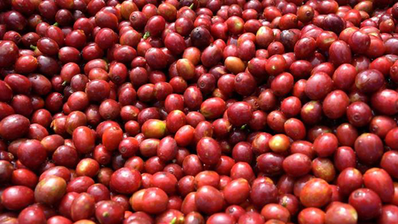 Coffee cherries